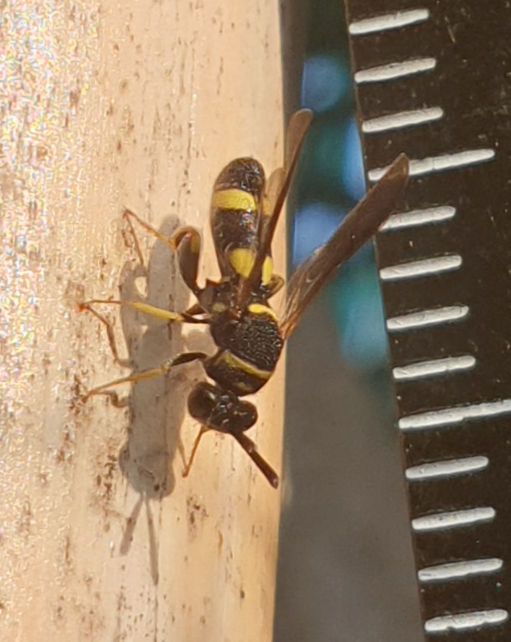 Leucospidae che attenzionano un nido di Isodontia mexicana